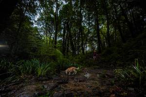 BIB: 
                            <button type="button" onclick="openModal(19237819)" class="btn btn-primary btn-sm float-right btn-popup" data-toggle="modal" data-target=".modal-high-quality">
                        <i class="fas fa-shopping-cart"></i> Add to Cart
                    </button>
                                            <button type="button" onclick="isThisMe(19237819, true)" class="btn btn-success btn-sm float-right btn-popup btn-isme hidden" data-toggle="tooltip" data-placement="bottom" title="นี่คือรูปของคุณใช่ไหม คลิกที่นี่เพื่อเอาเข้าอัลบั้ม">
                        <i class="fas fa-plus"></i> Add to album
                    </button>
                    <button type="button" onclick="isThisMe(19237819, false)" class="btn btn-warning btn-sm float-right btn-popup btn-isnotme hidden">
                        <i class="fas fa-ban"></i> Remove from album
                    </button>